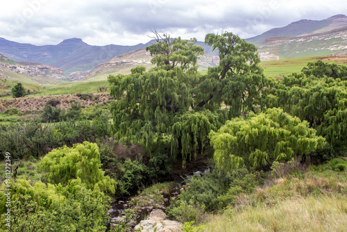 A Weeping Willow, Salix Babylinica, next to a small mountain stream in the Drakensberg Mountains of South Africa, with a gathering storm in the background