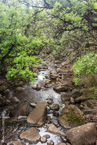 A small mountain stream, flowing through a grove of old wood trees, Leucosidea Sericea, in the Drakensberg mountains of the Golden Gate Highlands National Park, South Africa.