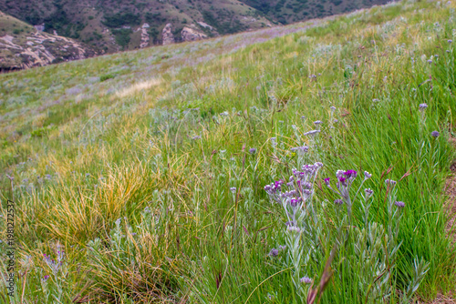 View over the alpine grasslands of the Goldengate Highlands National park in the Drakensberg Mountains, filled with purple flowers of silver Vernonia.