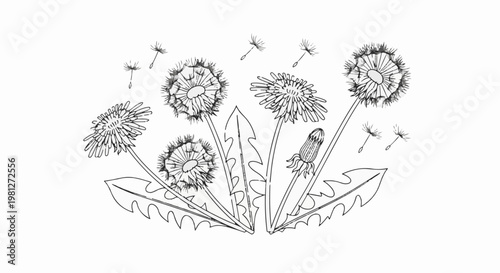 Dandelion seed heads and leaves, with flying seeds