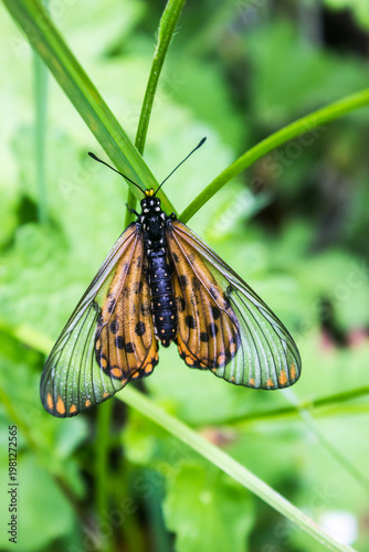 A beautiful Garden Acraea Butterfly, Acraea Horta, with its Orange and transparent wing pattern in the afro-alpine grasslands of the Drakensberg Mountains.