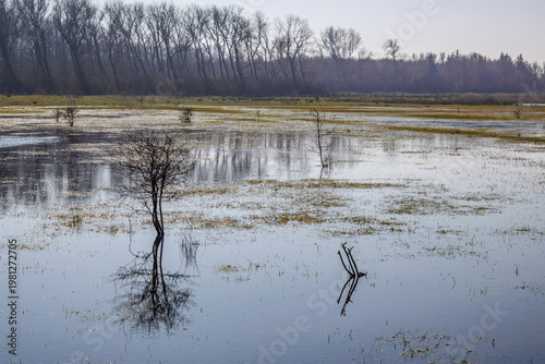 Flooded wetland with trees in Urkerveld Netherlands