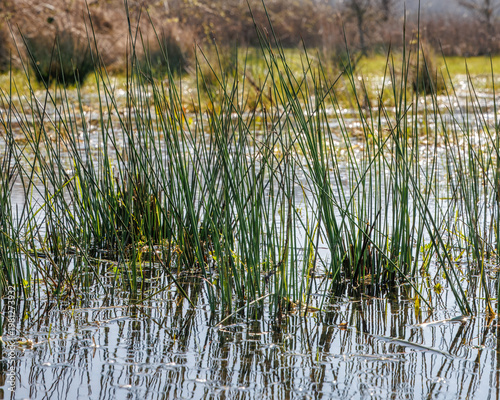 Wetland grass and reeds in shallow water Netherlands