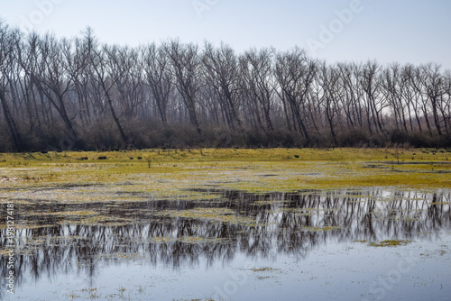 Flooded wetland with tree line reflection Urkerveld