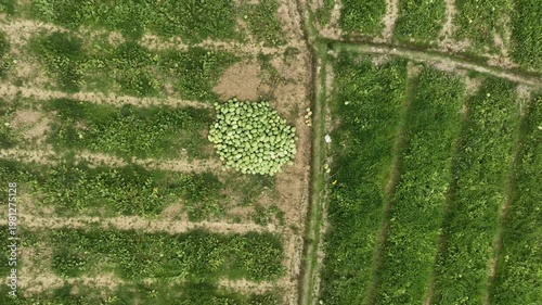 Watermelon Pile Harvest Farming Field Agriculture Aerial view