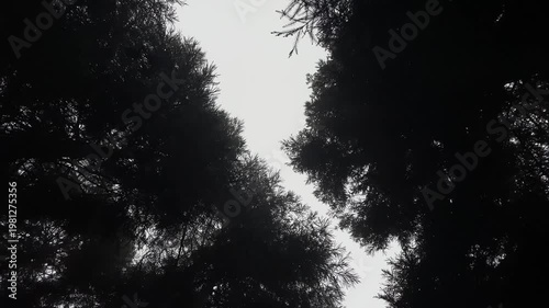 Tree tops in the Zhangjiajie national forest in China
