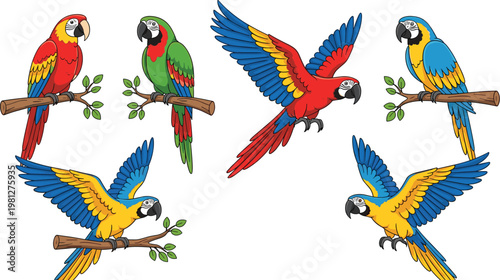 Colorful parrot vector set featuring macaw birds in flying and perched poses tropical wildlife illustration isolated collection design