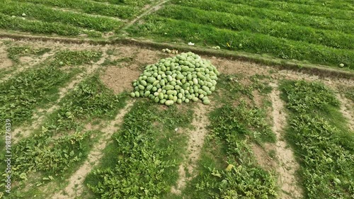 Watermelon Harvest Pile Farm Field Agriculture Scene Aerial view