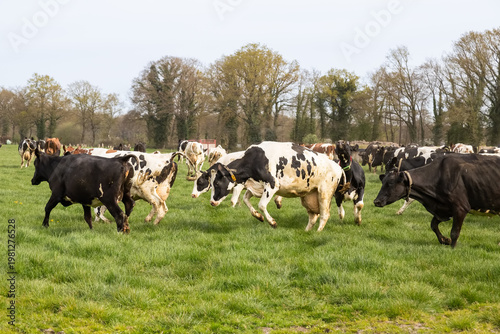 Group of black and white Holstein Friesian dairy cows runs and jumps merrily through the meadow. The traditional 