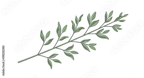 A delicate botanical illustration of a slender green branch features many small pointed leaves with fine black outlines on a clean white background.
