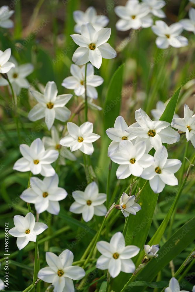 Fototapeta premium Ipheion uniflorum spring star white flowers pointed petals yellow center stamens nature flora