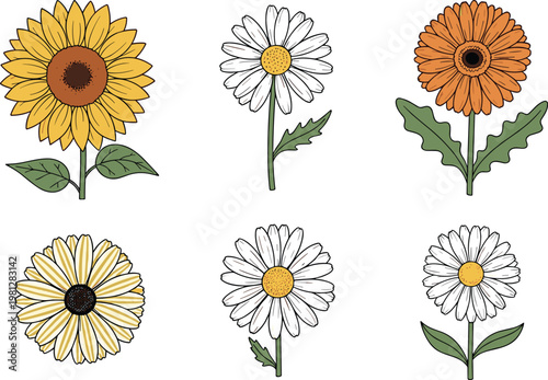 Hand Drawn Flower Illustration Set with Sunflower, Daisy, and Gerbera Blooms for Botanical Design, Floral Decoration, Spring Graphics, and Nature Vector Collection