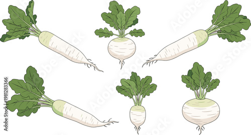 Hand Drawn Radish Vegetable Set with Different Varieties Including Daikon and Turnip Isolated on White Background for Organic Food Design