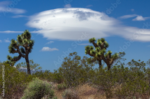 Windy, sunny Mojave Desert scene featuring lenticular clouds above Joshua trees and creosote bushes in California.
