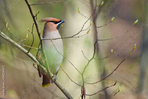Bohemian Waxwing (Bombycilla garrulus) – Perched Among Budding Branches in Spring Light – rare bird in the wild in the Czech Republic