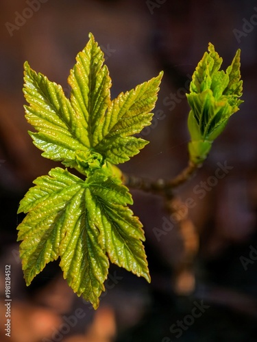 Maple Leaves (Acer sp.) – Fresh Spring Growth of Young Leaves in Warm Light – early season foliage in the Czech Republic, common species