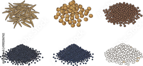 Visual comparison of various types of seeds and grains Vector
