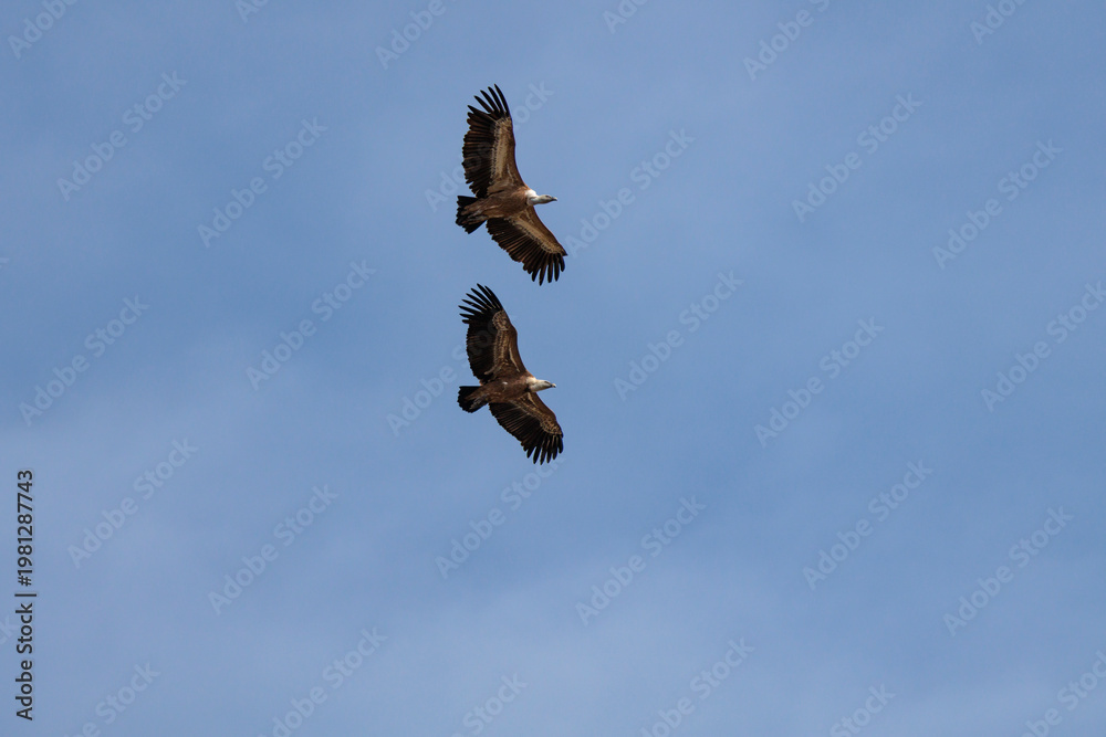 Fototapeta premium Vista inferior de dos buitres leonados volando en formación vertical, Alcoy, España