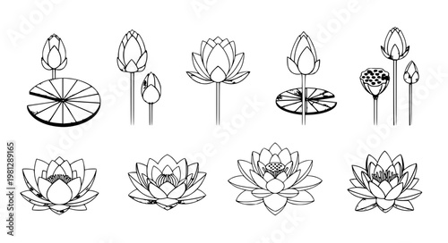 Minimal water lily lotus flower vector illustration set EPS10 isolated