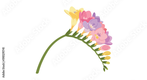 Delicate freesia flower stem with multiple blooming buds in soft pastel colors on a white background
