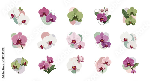 Collection of delicate orchid flowers in various pastel colors and elegant shapes arranged on a clean white background
