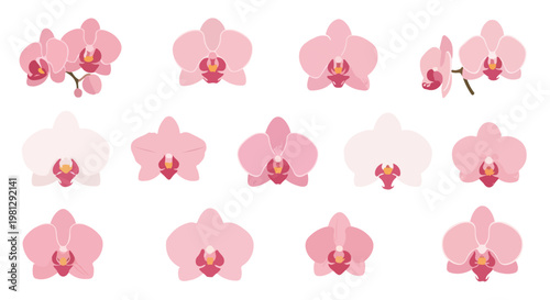 Collection of delicate pink orchid flowers with detailed petals and centers, isolated on a white background