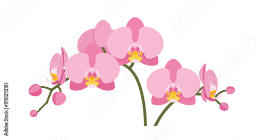 Delicate pink orchid flowers blooming on a green stem with buds against a clean white background