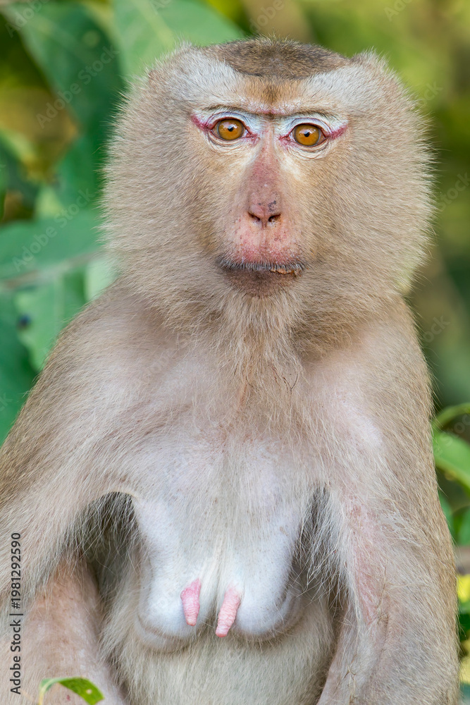 Obraz premium A portrait of a Northern Pig-tailed Macaque sits on the ground in Thailand, Asia.
