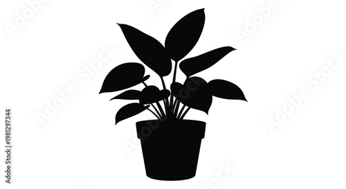 A silhouetted monstera deliciosa plant in a simple black pot