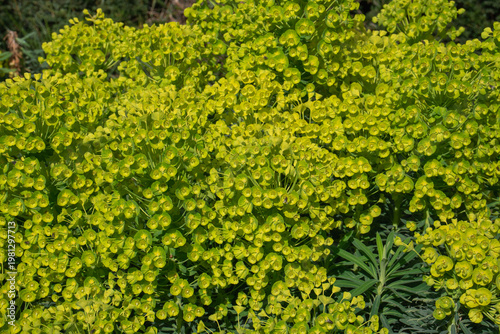 Green yellow euphorbia flowers in dense clusters with foliage, spring garden plant texture and natural background. Spring background, botanical texture, garden plant, nature design, floral pattern