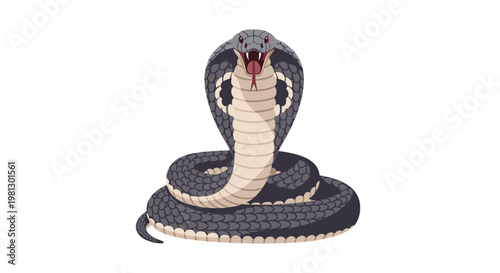 A realistic grey cobra snake with an open mouth and visible fangs displays a threatening defensive posture against a clean and bright white studio background.