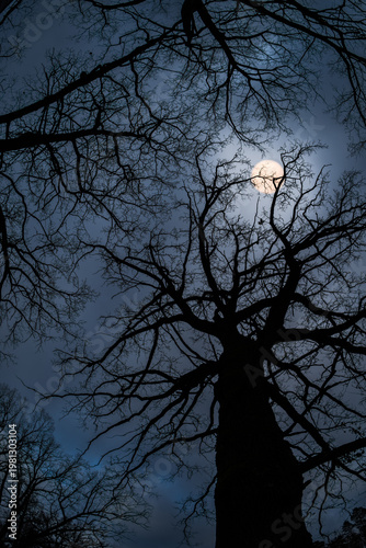 Silhouette of Bare Tree Branches Against Full Moon Night Sky