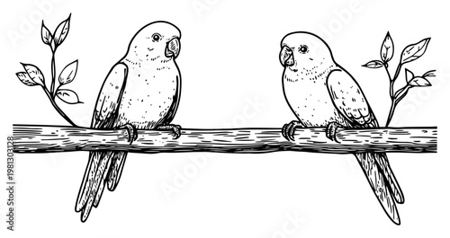 Parrots on a branch set hand drawn engraving style vector illustration for nature or pet design