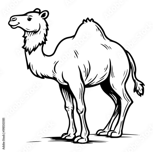 Camel dromedary animal standing hand drawn engraving style vector illustration for desert travel