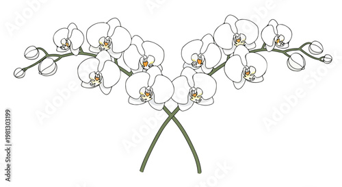 Delicate white orchid flowers arranged symmetrically on elegant stems, symbolizing purity and beauty
