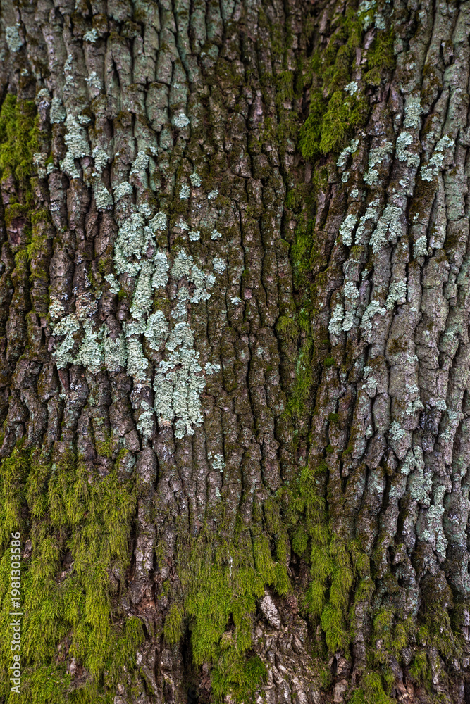 Obraz premium Tree Bark Texture with Lichen and Moss Patterns