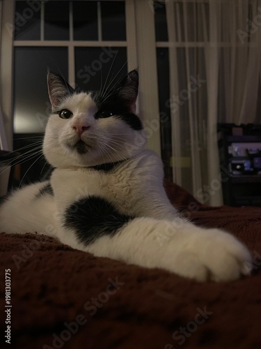 Black & white cat