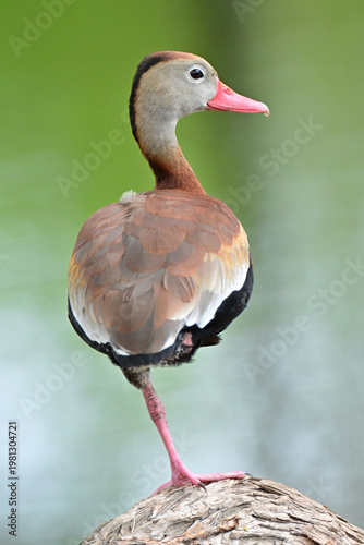 duck on one leg