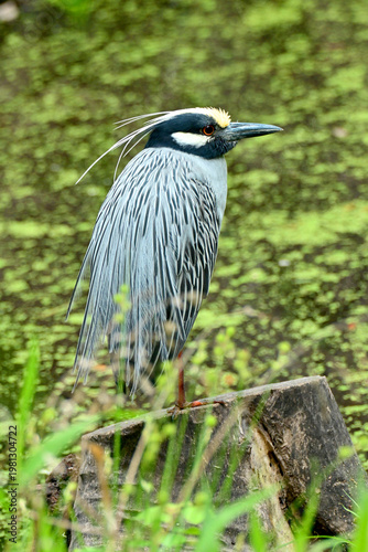 night heron
