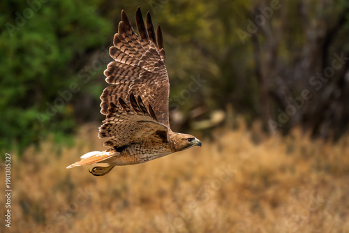Quadro su tela Red-tailed hawk, flying with wings spread In Tucson Arizona