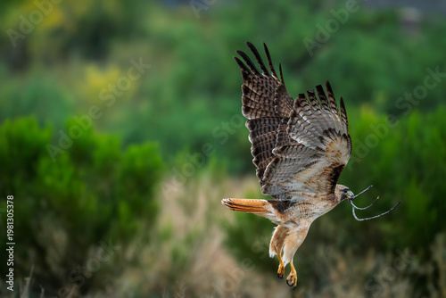 Red-tailed hawk, flying with a branch with wings spread