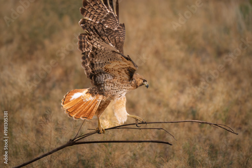 Red-tailed hawk, flying with a branch with wings spread