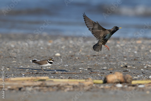 Little Ringed Plover (Charadrius dubius) chasing away a Common Starling (Sturnus vulgaris) from the shoreline