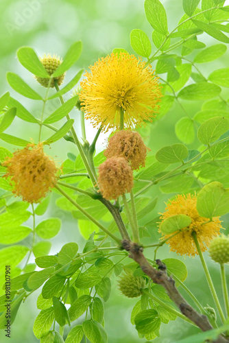 yellow flowers on green background