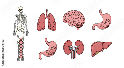 Collection of human internal organs and skeletal system illustrations on white background