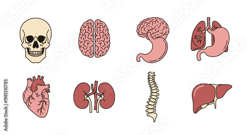 Collection of stylized human internal organs and skeletal parts on a white background