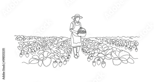 "Berry Farm Scene". Minimalistic one-line drawing person holding basket while gathering strawberries among rows of plants, continuous single black line on