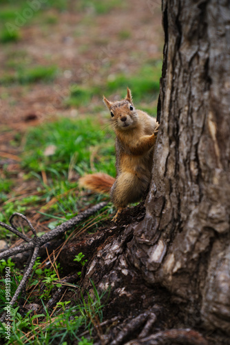 A curious squirrel looking at the photo from a tree trunk in the forest. Squirrel, Close-up of Wildlife.