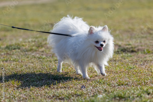 Foto White spitz dog walking on leash in park