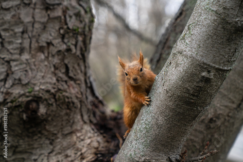Curious Squirrel Peeking from Tree Trunk Wildlife Close-Up in Forest